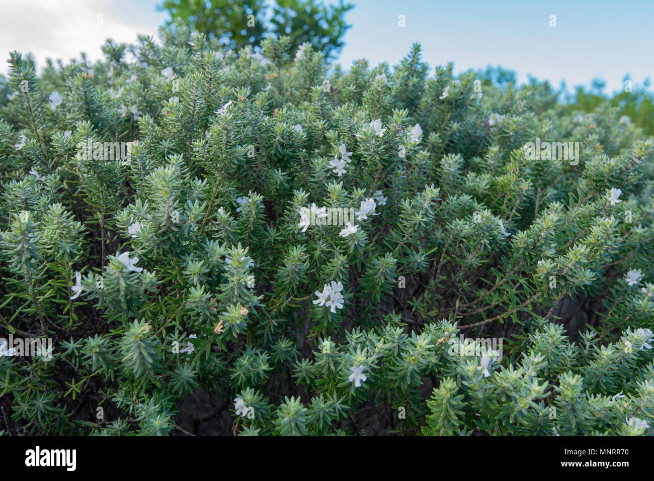 Eine Nahaufnahme eines Lespedeza Wynabbie Juwel eine australische Eingeborene Salz und Wind tolerant Pflanze, die Gemeinsame bis die NSW Küste von Australien und ist unten Stockfoto