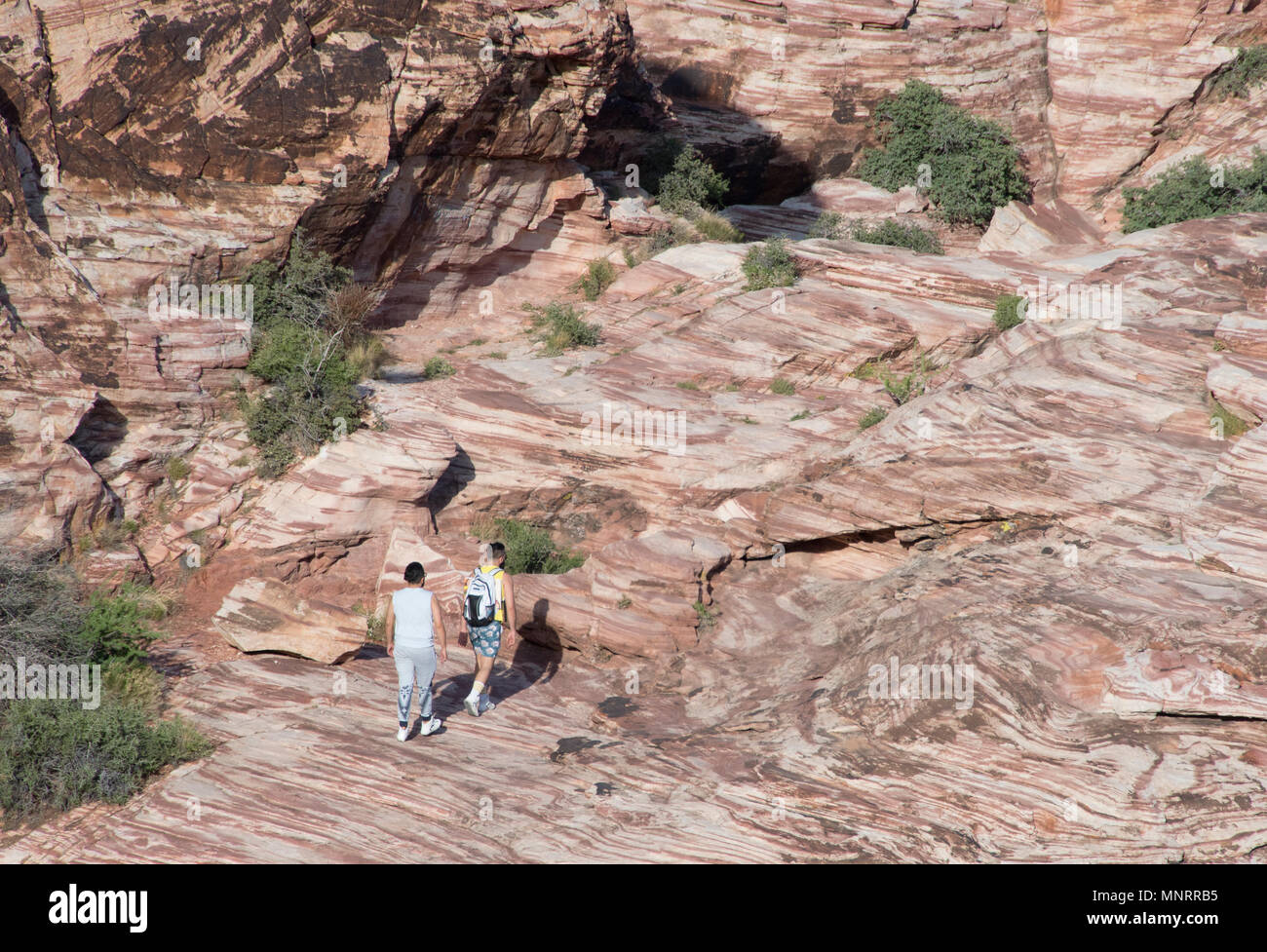 Wanderer auf Sandstein, Calico Hills, Red Rock Canyon National Conservation Area, Las Vegas, Nevada Stockfoto