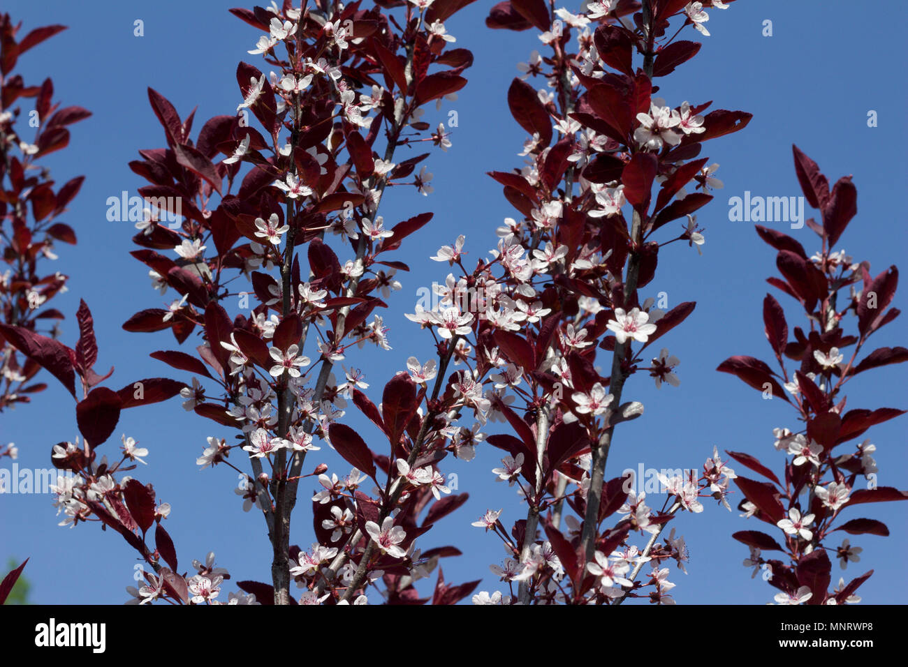 Nahaufnahme der weißen Farbe Lila Blatt Sand Kirsche bush Blüten im Frühling mit blauem Himmel Hintergrund Stockfoto