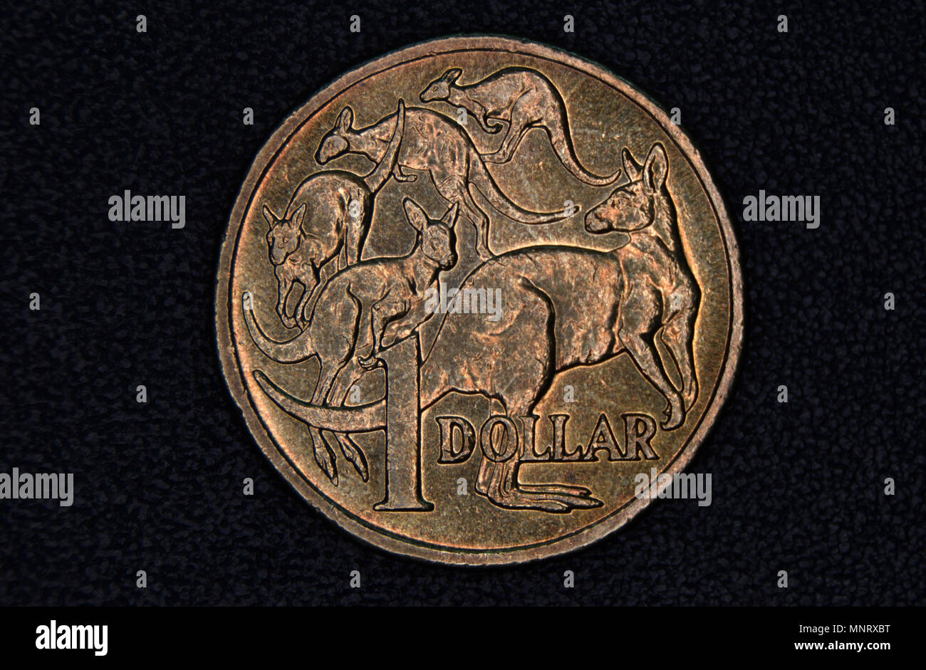 Nahaufnahme eines Australischen 1 Dollar Münze auf einem dunklen Hintergrund. Stockfoto