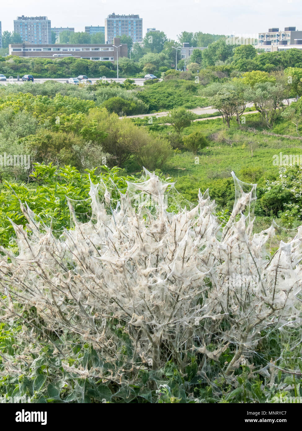 Kijkduin, Den Haag, Niederlande - 12. Mai 2018: ein Nest von toxischen invasive Oak Processionary Raupen (Thaumetopoea Processionea) Stockfoto