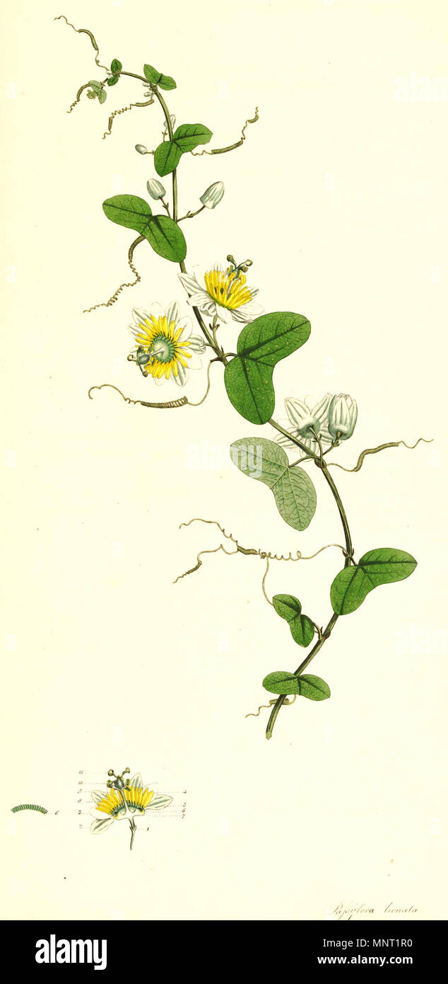 . Aus buch Platte. zwischen 1790 und 1793. James Edward Smith und James Sowerby 963 Passiflora biflora SmSo Stockfoto