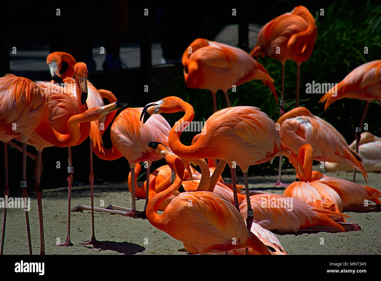 Flamingo im Zoo von San Diego Stockfoto