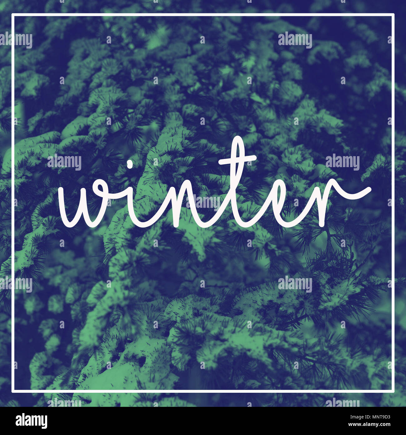 Text Winter auf dem Hintergrund der schneebedeckten Bäumen. Duplex Wirkung - blaue und grüne Farbe Stockfoto