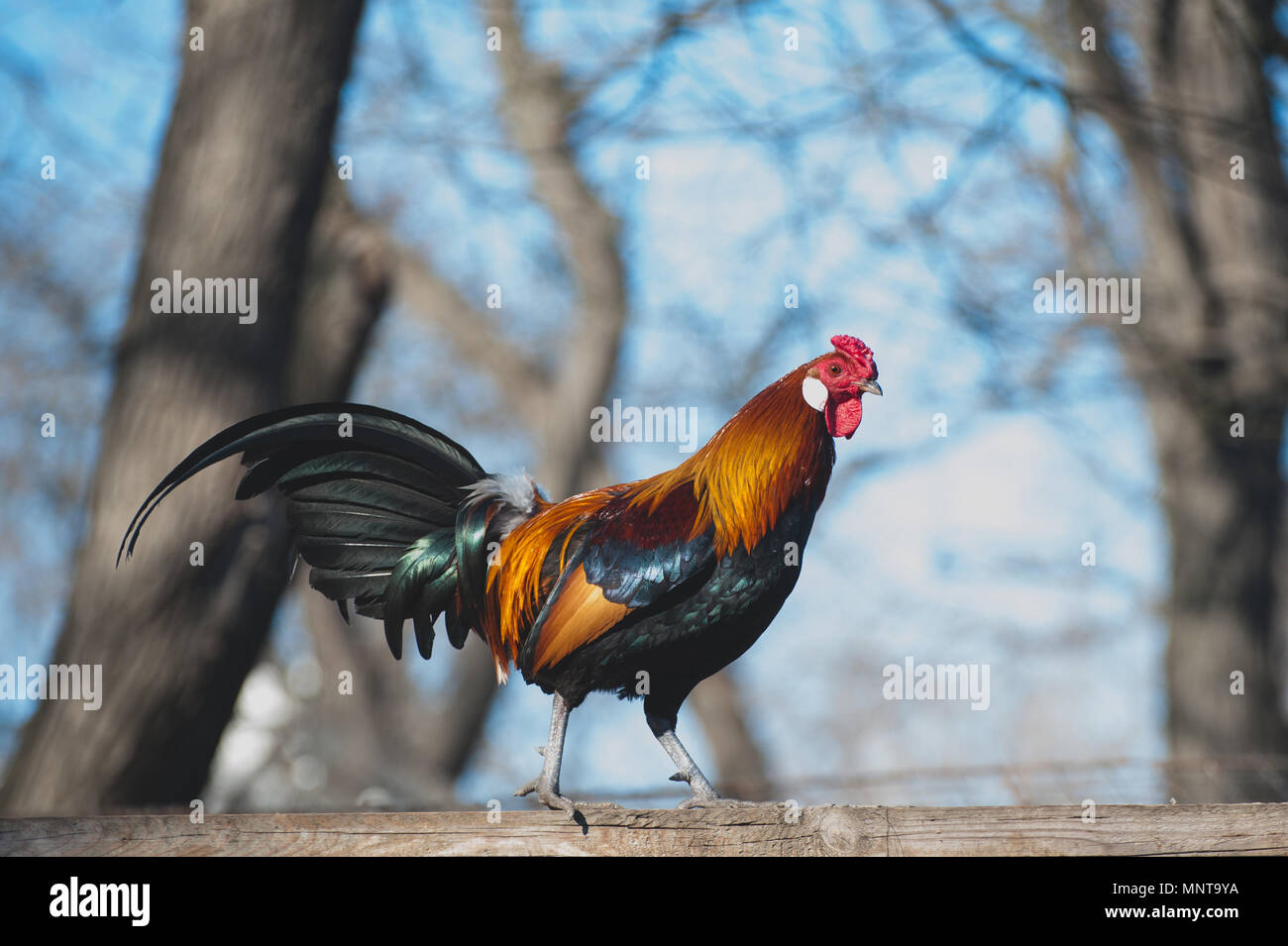 Bunte Hahn auf dem Zaun. Roter Hahn in der Farm. Stockfoto