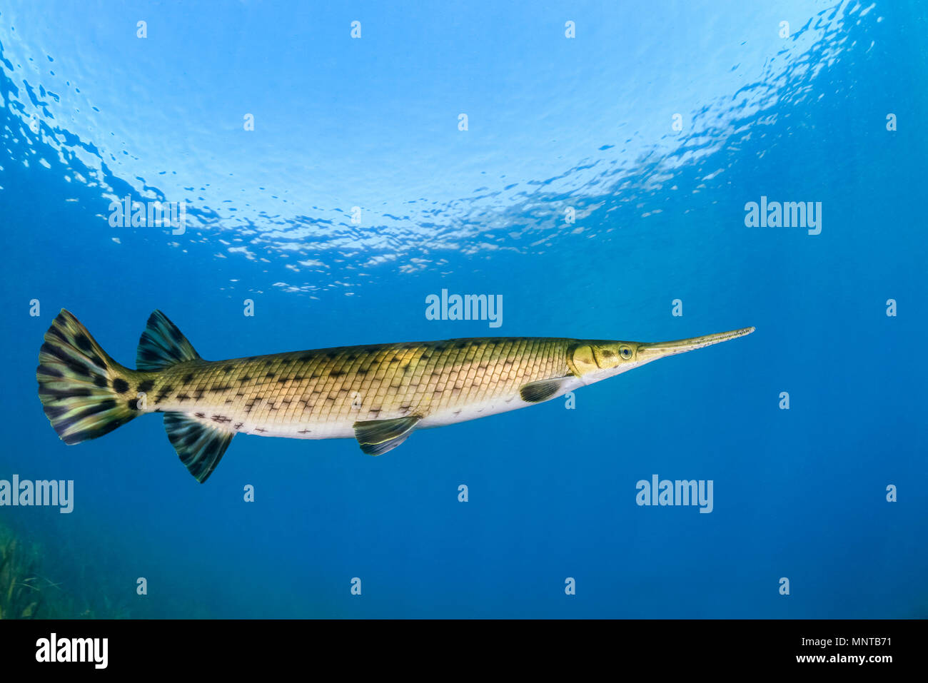 Longnose gar, oder Nadelzange gar, Lepisosteus osseus, Rainbow River, Dunnellon, Florida, USA Stockfoto