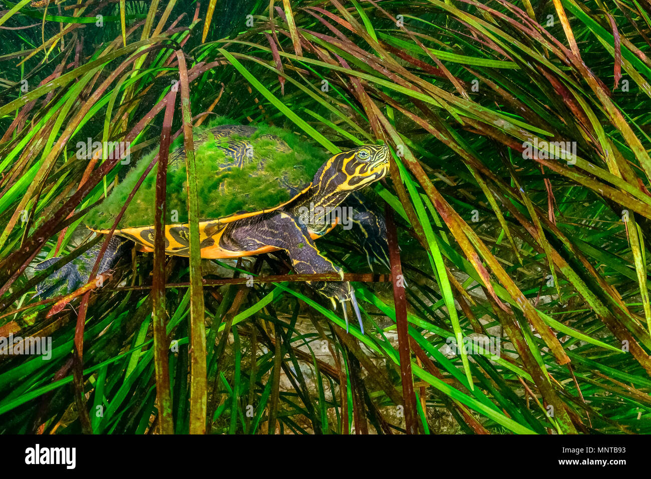 Küstenebene cooter, oder Florida cooter, floridana Pseudemys sp., eine Unterart des Flusses cooter, Pseudemys sp., Rainbow River, Dunnellon, Flo Stockfoto