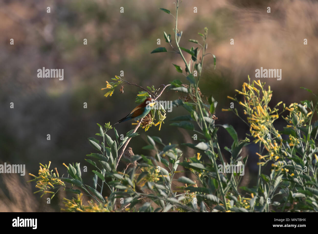 Bienenfresser, Meropidae in einem Busch und im Flug über einen Garten ruht in Zypern. Stockfoto