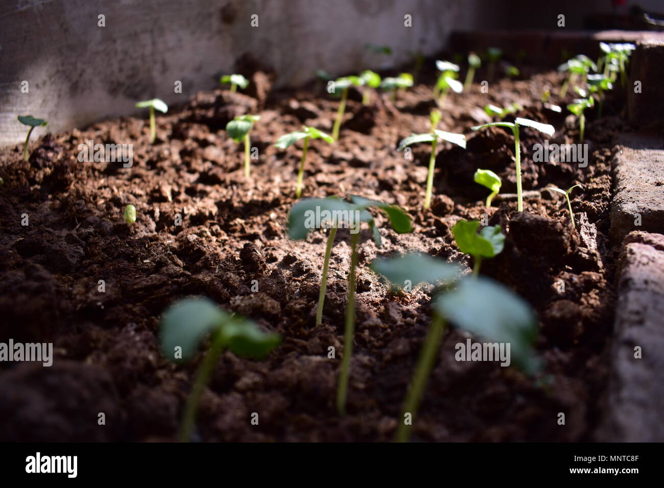 Okra oder okro bekannt, in vielen Englisch-sprachigen Ländern wie finger Damen oder ochro, ist eine blühende Pflanze im mallow Familie. Stockfoto