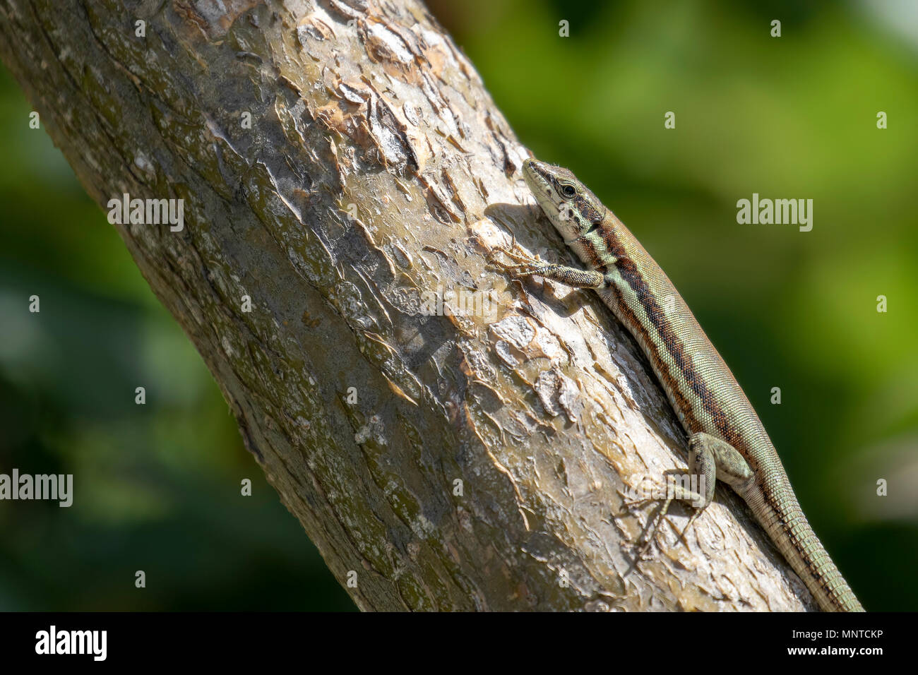 Troodos Eidechse, Phoenicolacerta troodica, auf dem Boden aufliegt und auf eine Zweigniederlassung, die in einem Garten auf Zypern im Mai. Stockfoto