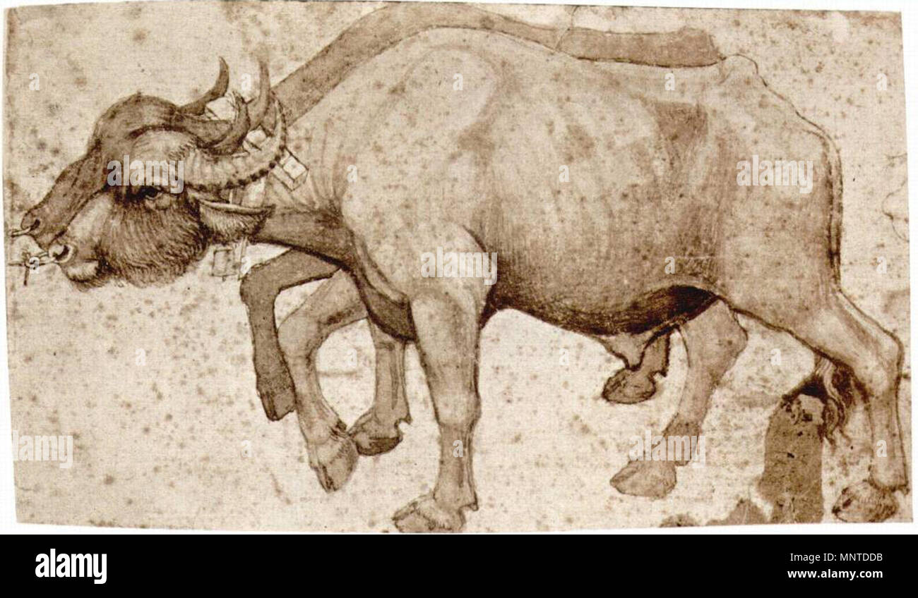 . Pisanello, buoi, New York.jpg. 1420-40 s. Siehe Dateiname oder Kategorie 1006 Pisanello, buoi, New York Stockfoto