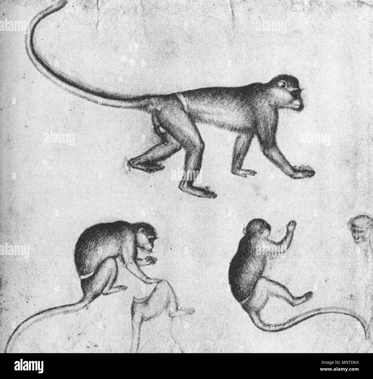 . Pisanello, scimmie.jpg. 1440 s. Siehe Dateiname oder Kategorie 1007 Pisanello, scimmie Stockfoto