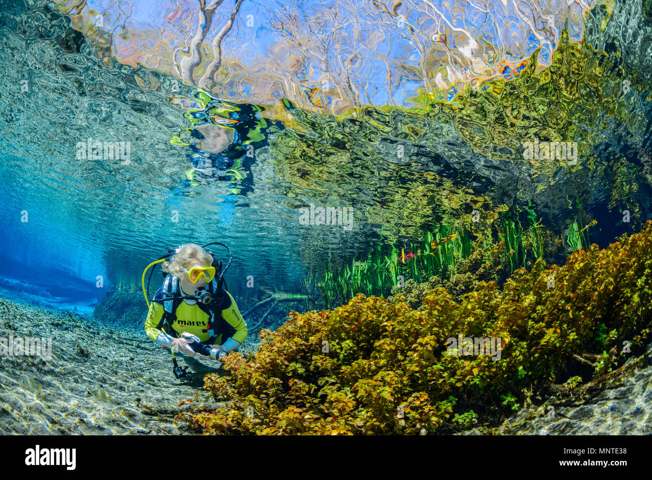 Frau Scuba Diver, erkunden Süßwasserquellen, Ginnie Springs, High Springs, Florida, USA, HERR Stockfoto