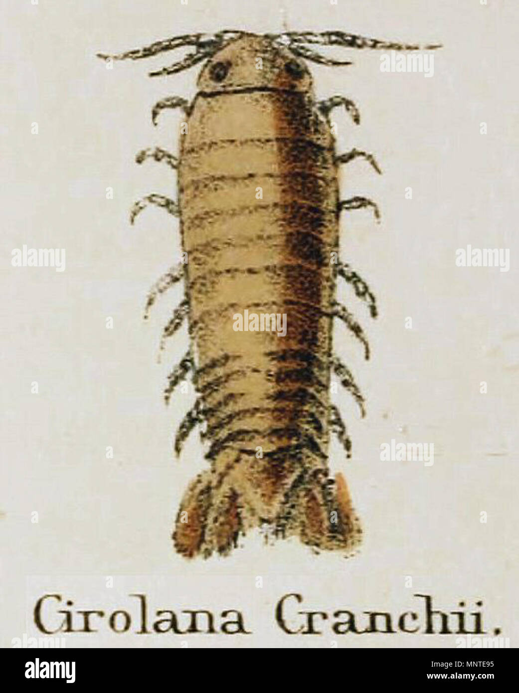 . Englisch: Detail der Illustration von Adam Weiß ist eine beliebte Geschichte der britischen Krebstiere, Lovell Reeve, 1857. 1857. Adam Weiß (1817-1878) 1009 Platte XIV White 1857 Krebstiere Cirolana cranchii Stockfoto