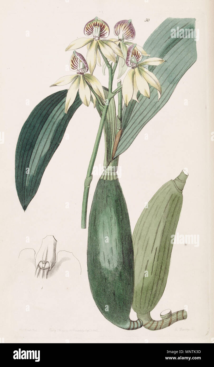 . Prosthechea cochleata (syn. Epidendrum lancifolium). 1842. Miss Drake del., G. Barclay sc. 1031 Prosthechea cochleata (als Epidendrum lancifolium) - Edwards vol 28 pl 50 (1842) Stockfoto