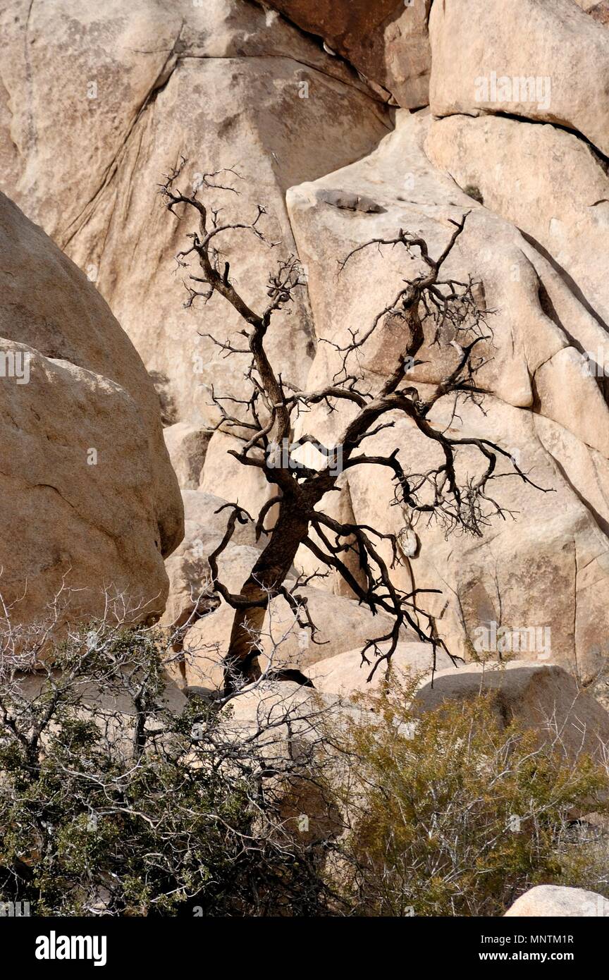 Gnarly Wacholder, Juniperus californica, Palo Verde Baum, parkinsonia Florida, Monzogranite rock Pile, Mojave-wüste, 031129 0437 Stockfoto