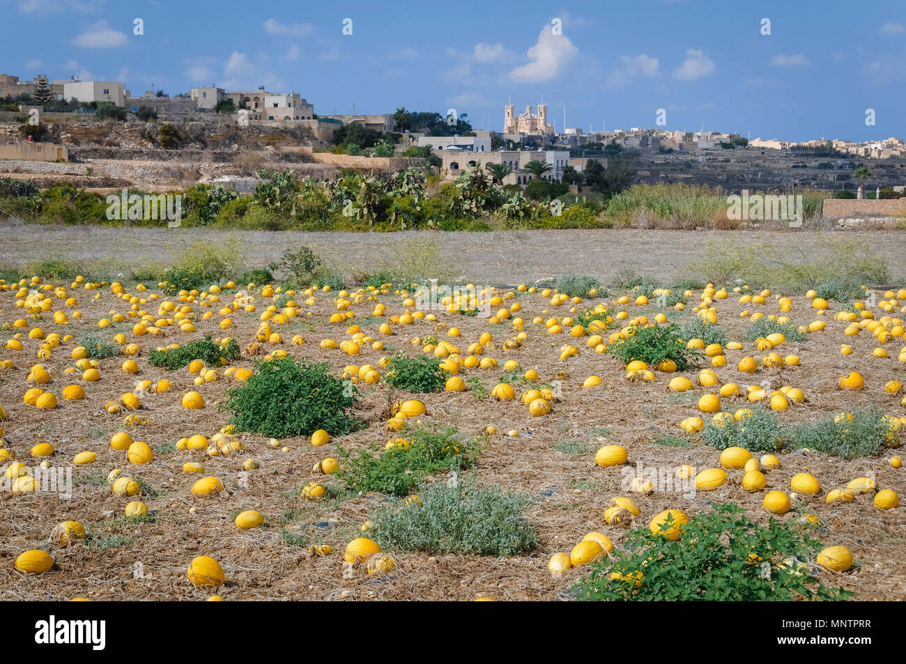 Kultiviert Squash, oder Kürbis, im Feld, Cucurbita Maxima, Gozo, Malta Stockfoto