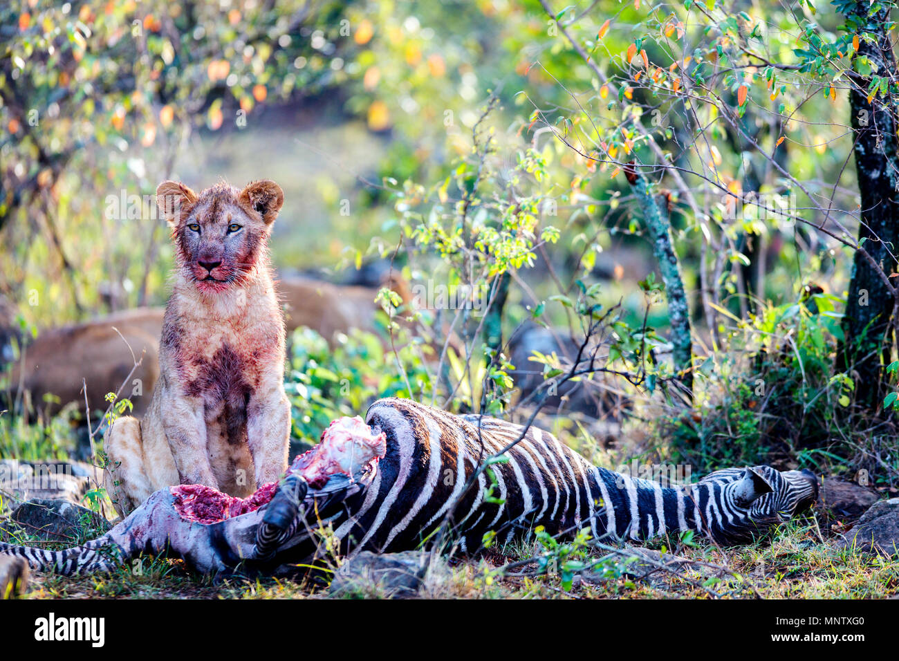 Junge lion cub Fütterung auf Zebra in der Masai Mara in Kenia Stockfoto