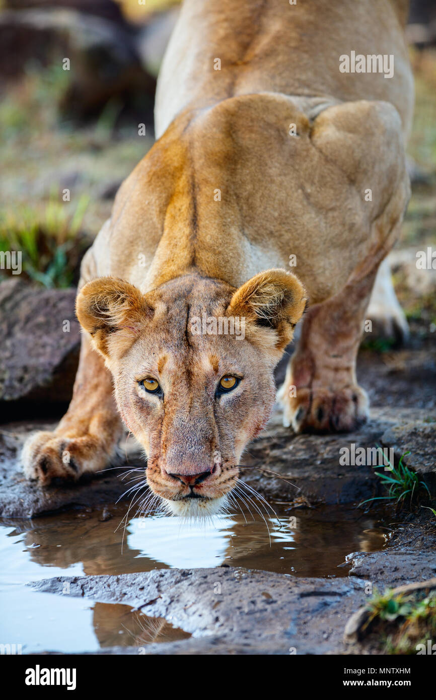 Nahaufnahme von löwin Trinkwasser nach der Fütterung Stockfoto
