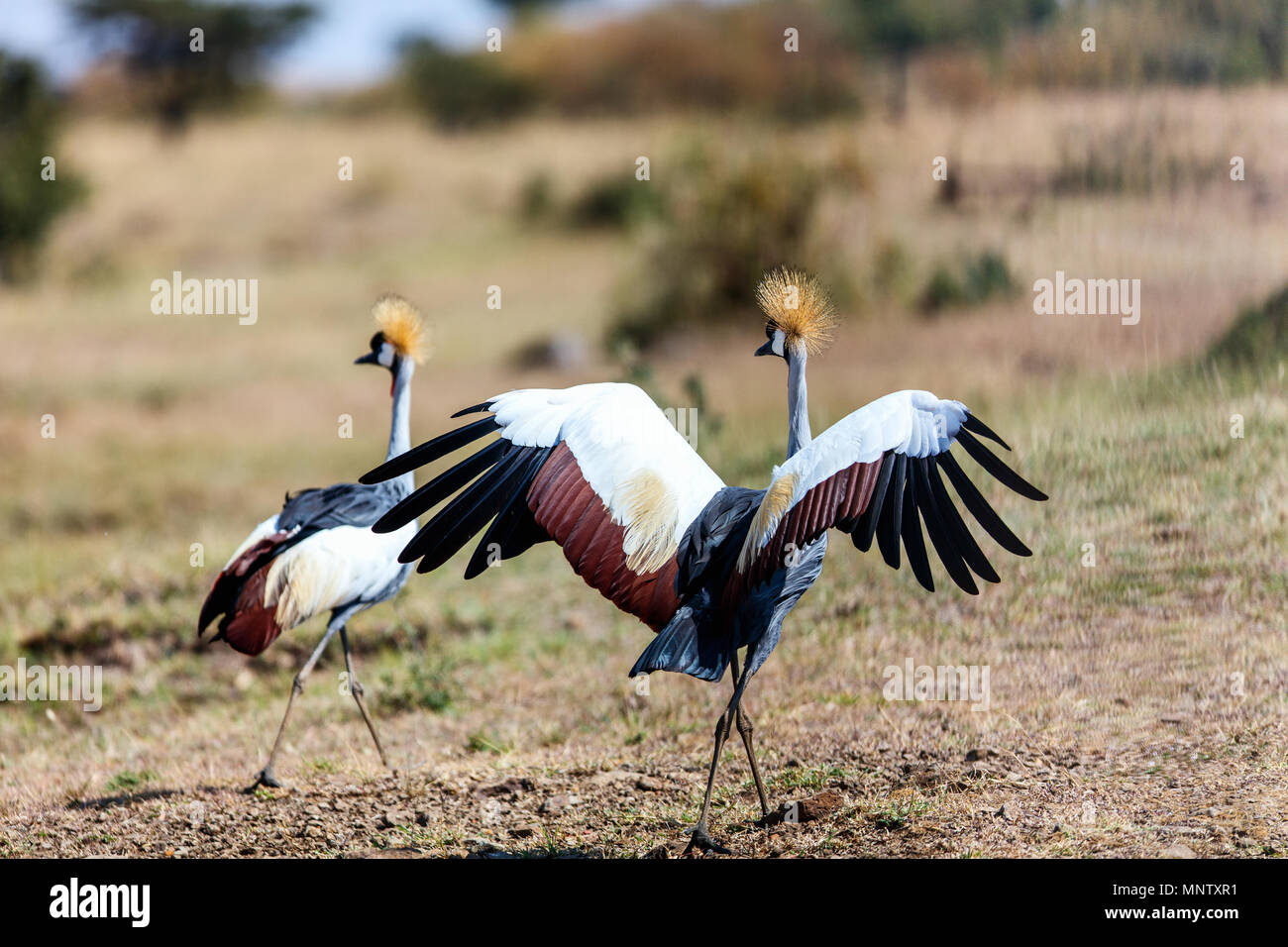 Zwei schwarze gekrönt Krane in Masai Mara in Kenia buchen Stockfoto