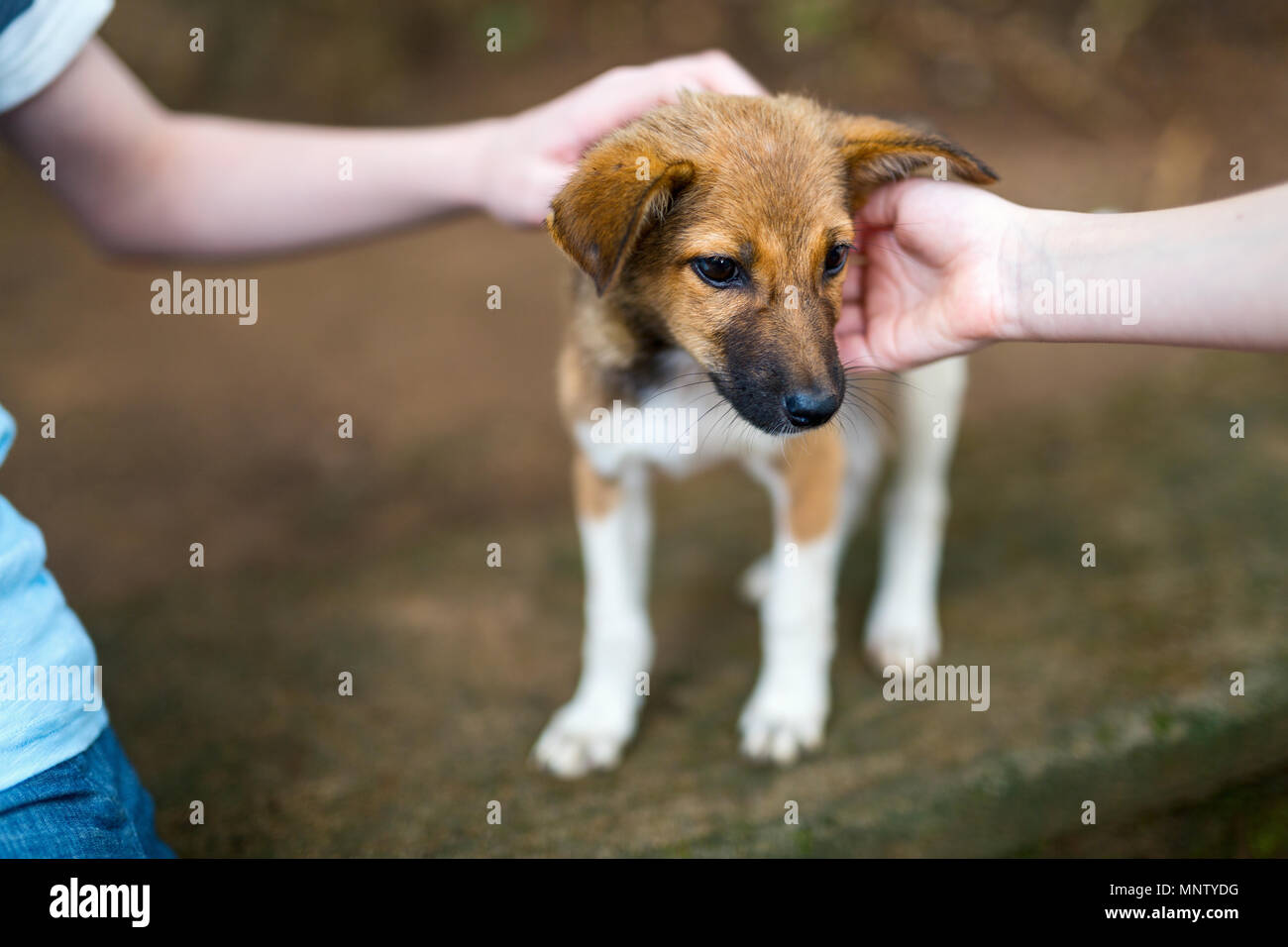 In der Nähe von Kinder spielen mit Welpen Hund auf Sommer Tag im Freien. Stockfoto