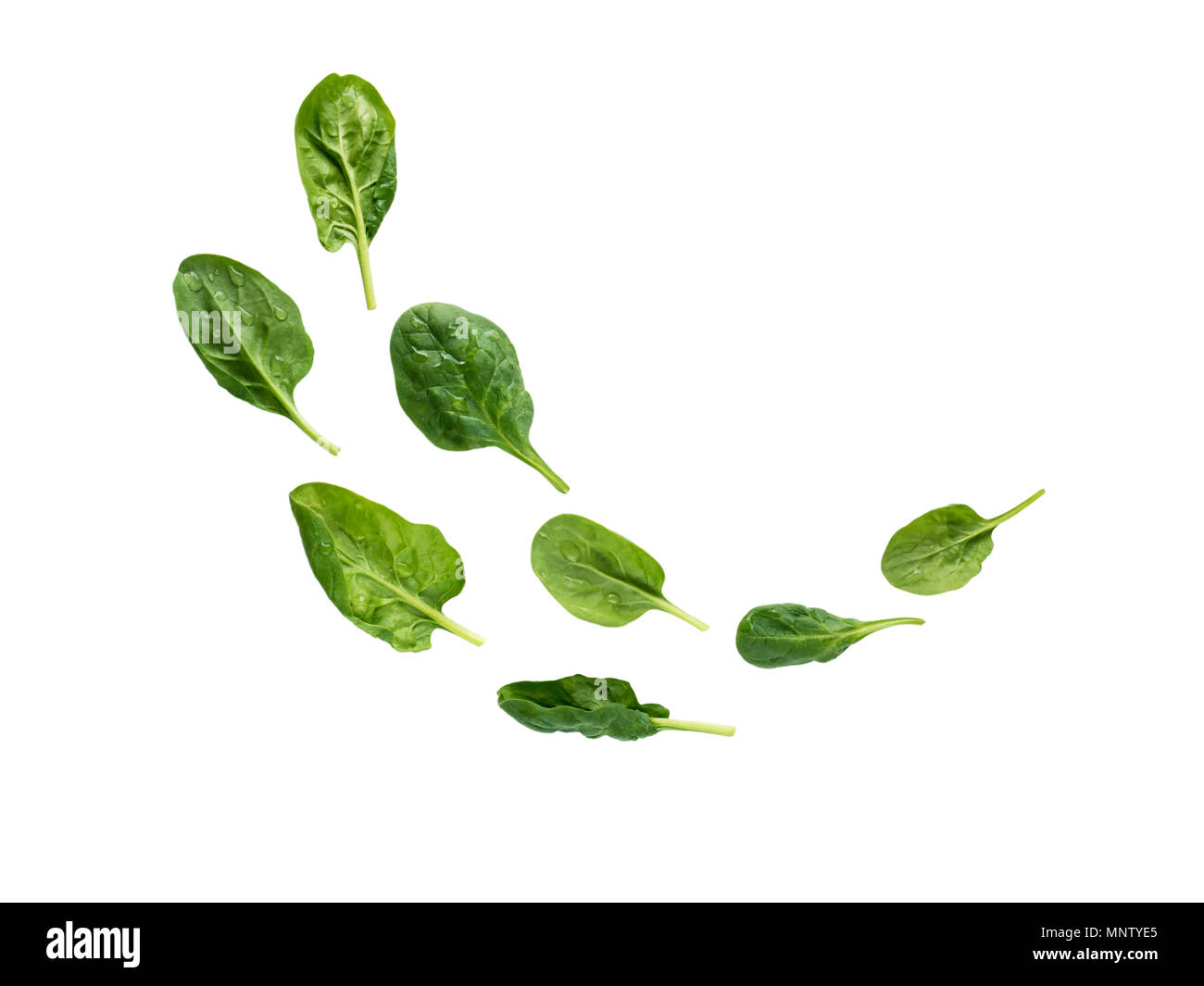 Flying Haufen grün Spinatblätter mit Wassertropfen isoliert auf weißem Stockfoto