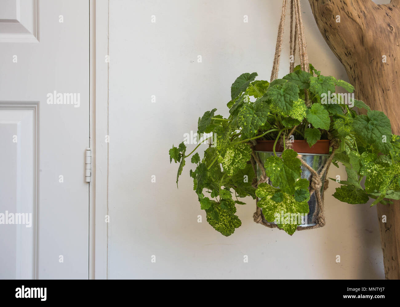 Haus Pflanze hängend auf weißem Hintergrund Stockfoto