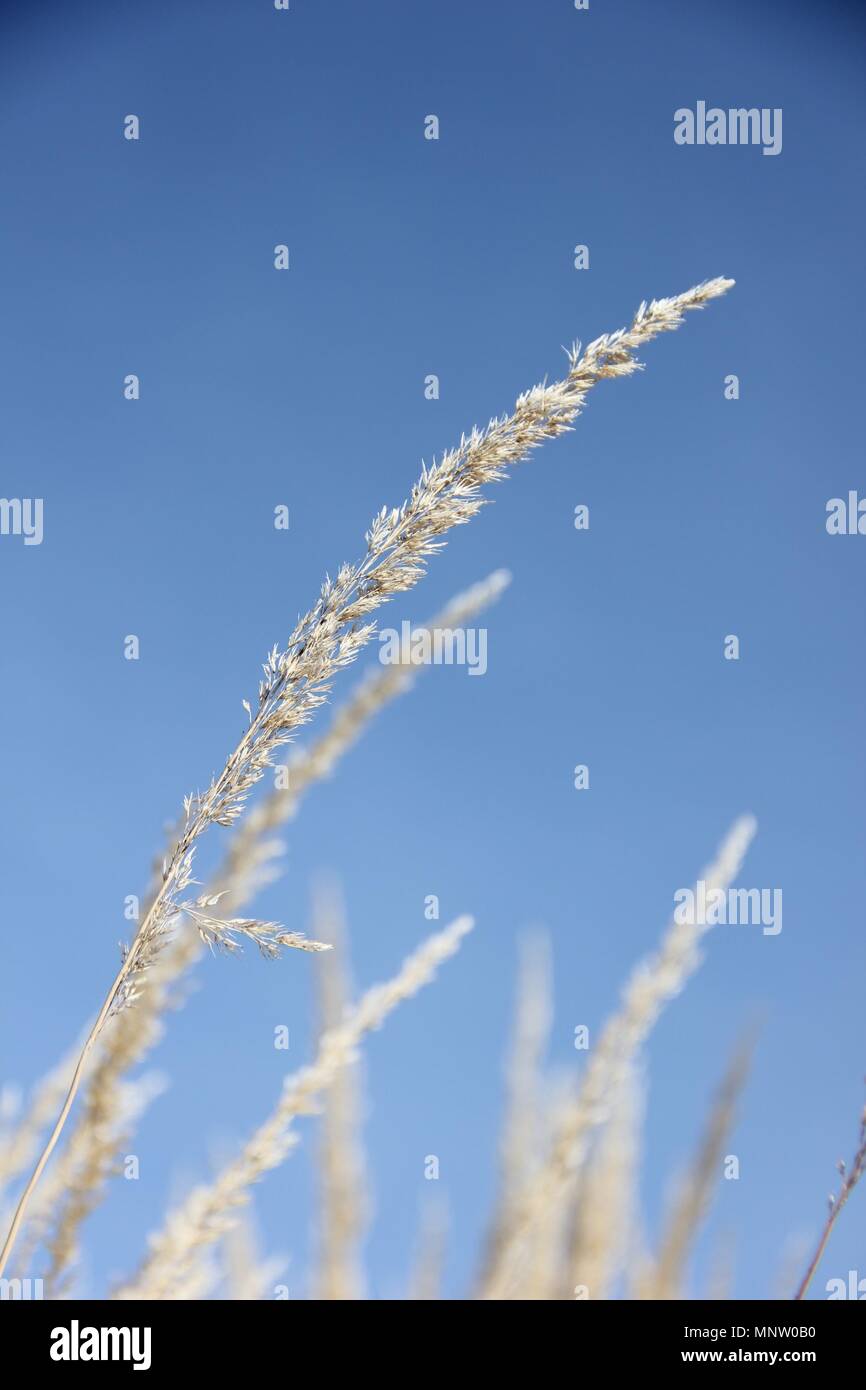 Cremige Halme der Gräser Gegensatz gegen eine perfekte Blauen und wolkenlosen Himmel bei der Yakima Bereich Arboretum. Stockfoto