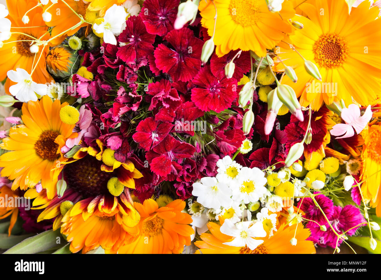 Frisches Bouquet von Frühling Blumen als Hintergrund. Stockfoto