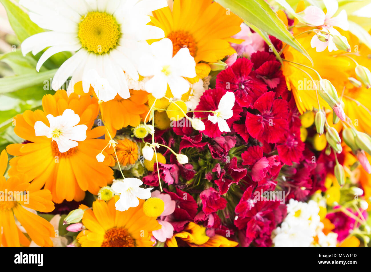 Frisches Bouquet von Frühling Blumen als Hintergrund. Stockfoto