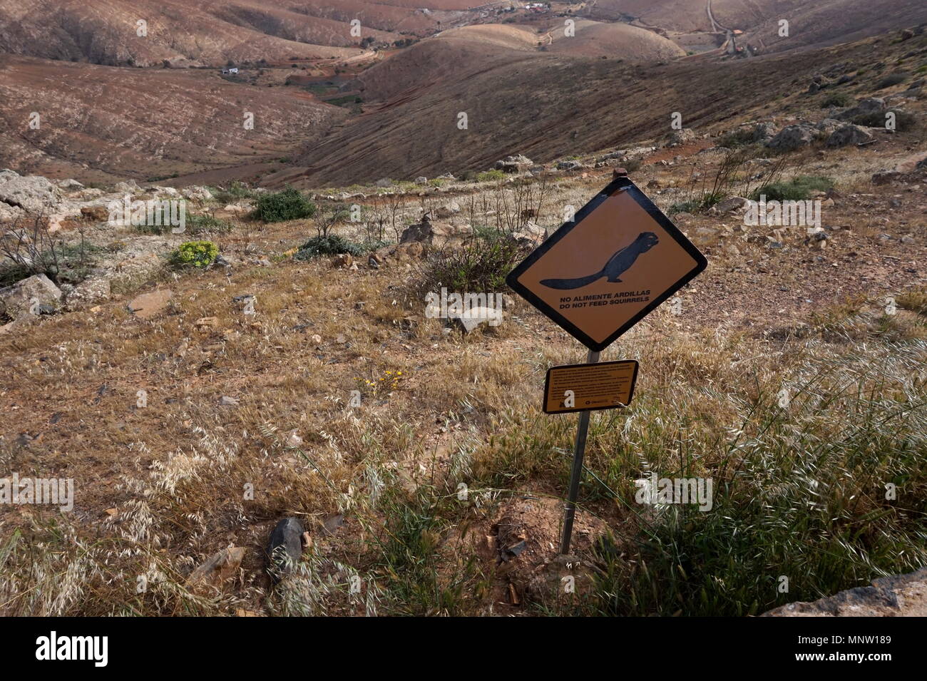 Anmelden Warnung vor Futterplatz Eichhörnchen, Fuerteventura, Kanarische Inseln, Spanien Stockfoto
