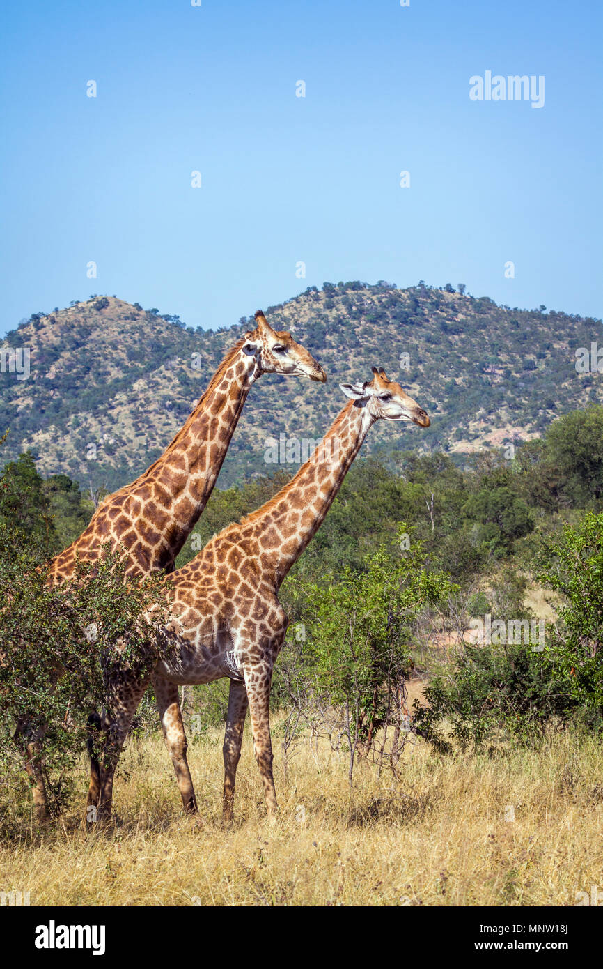 Giraffe im Krüger-Nationalpark, Südafrika; Specie Giraffa Plancius Familie Giraffidae Stockfoto