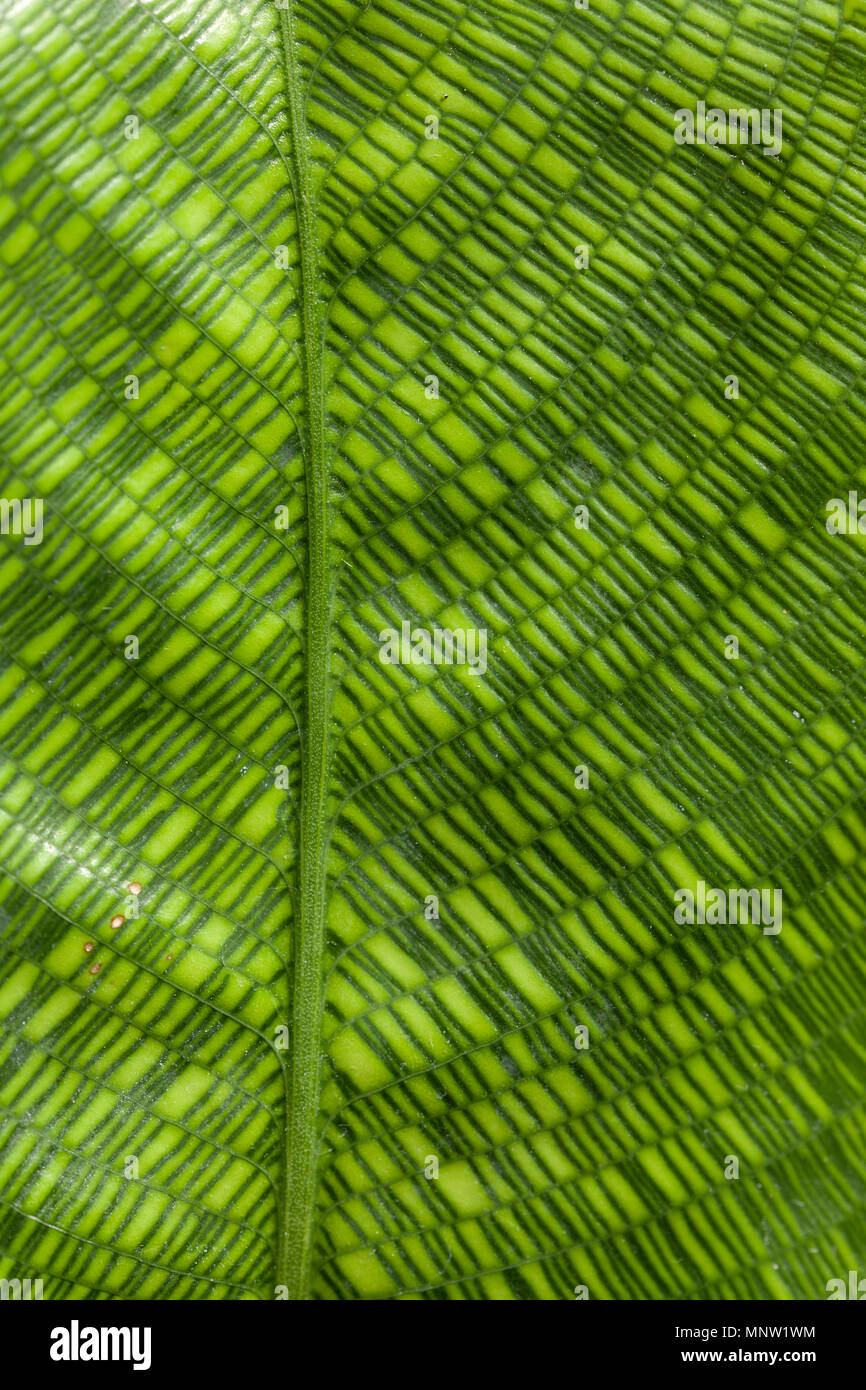 Detail einer Calathea Musaica oder Netzwerk Blatt. Stockfoto