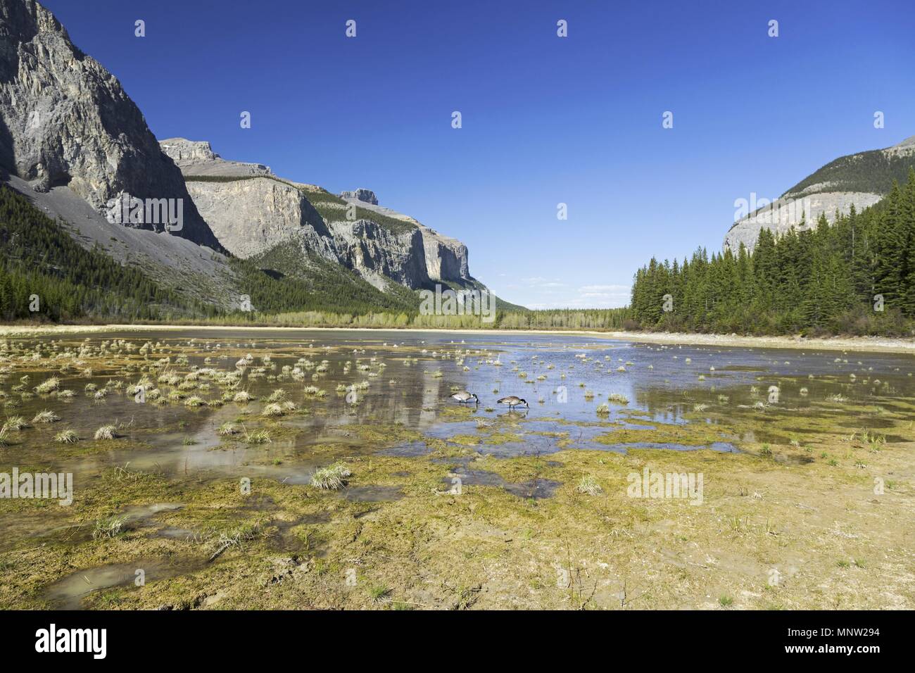 Panoramablick Devils Gap Ghost Lakes Marsh Wetland Rocky Mountain Peaks. Frühlingswandern Im Banff National Park Alberta Foothills Canada Stockfoto