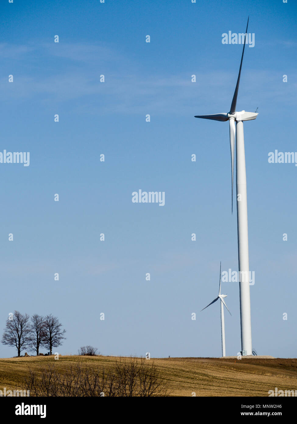 Drei Bäume und zwei riesige Windräder auf der Spitze eines Hügels.: Wind Generatoren der ländlichen Landschaft in dieser südwestlichen Ontario Gemeinschaft dominieren. Stockfoto