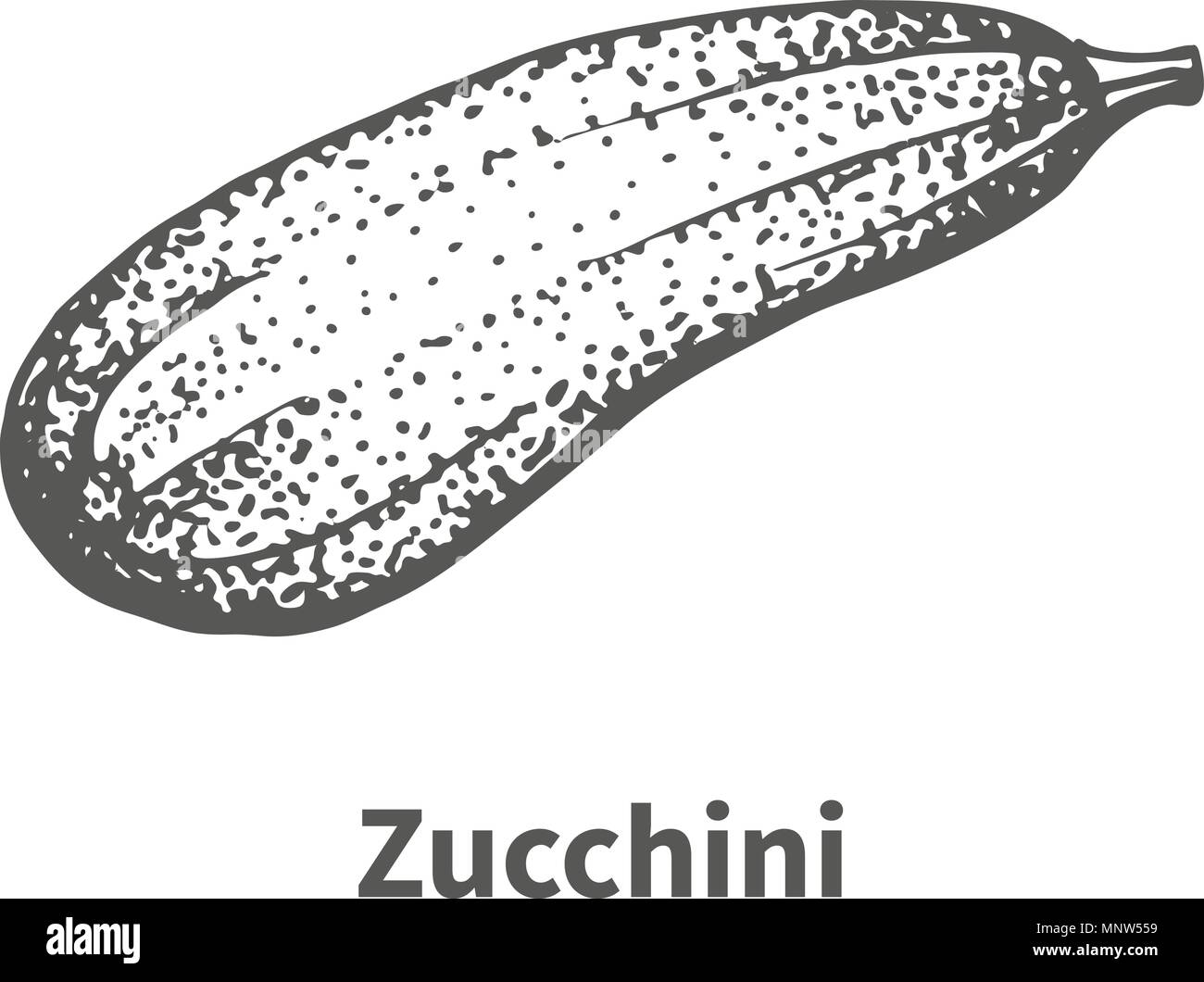 Vector Illustration Hand gezeichnete Zucchini Stock Vektor