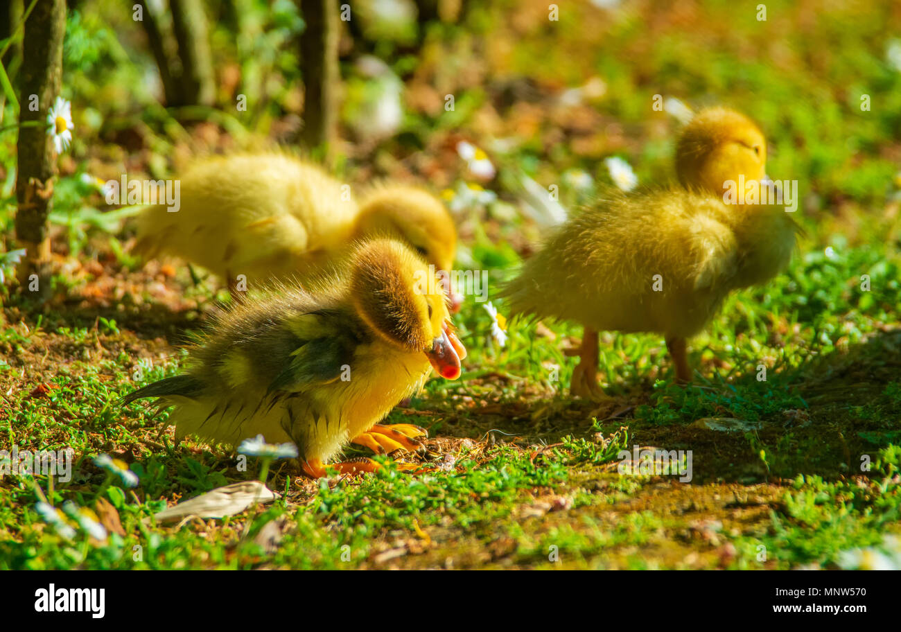 Neugeborenes Baby Enten spielen in einem Garten, Gelb lustige Enten Stockfoto