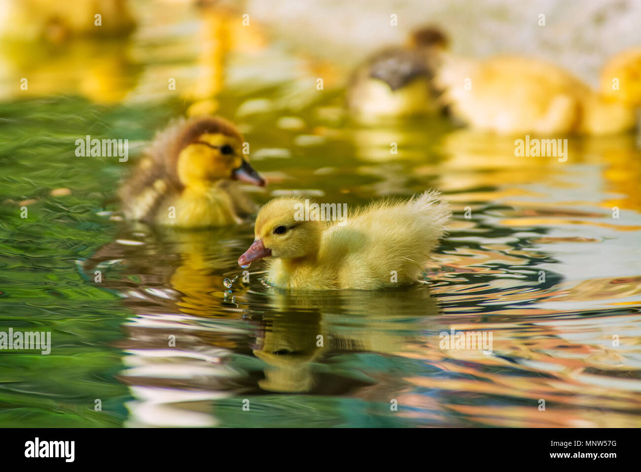 Neugeborenes Baby Enten spielen in einem Garten, Gelb lustige Enten Stockfoto