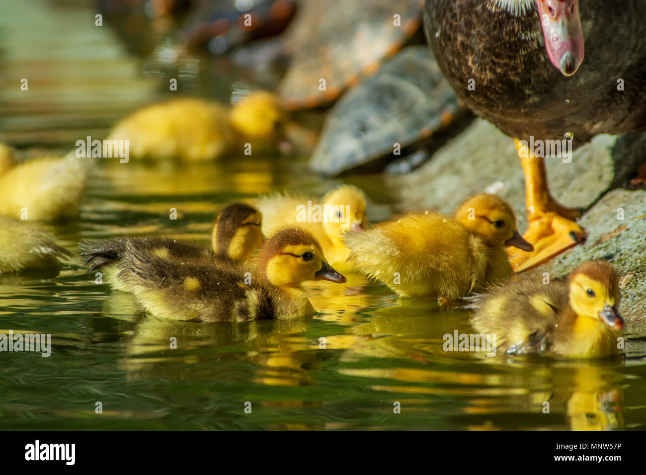 Neugeborenes Baby Enten spielen in einem Garten, See, Gelb lustige Enten Stockfoto