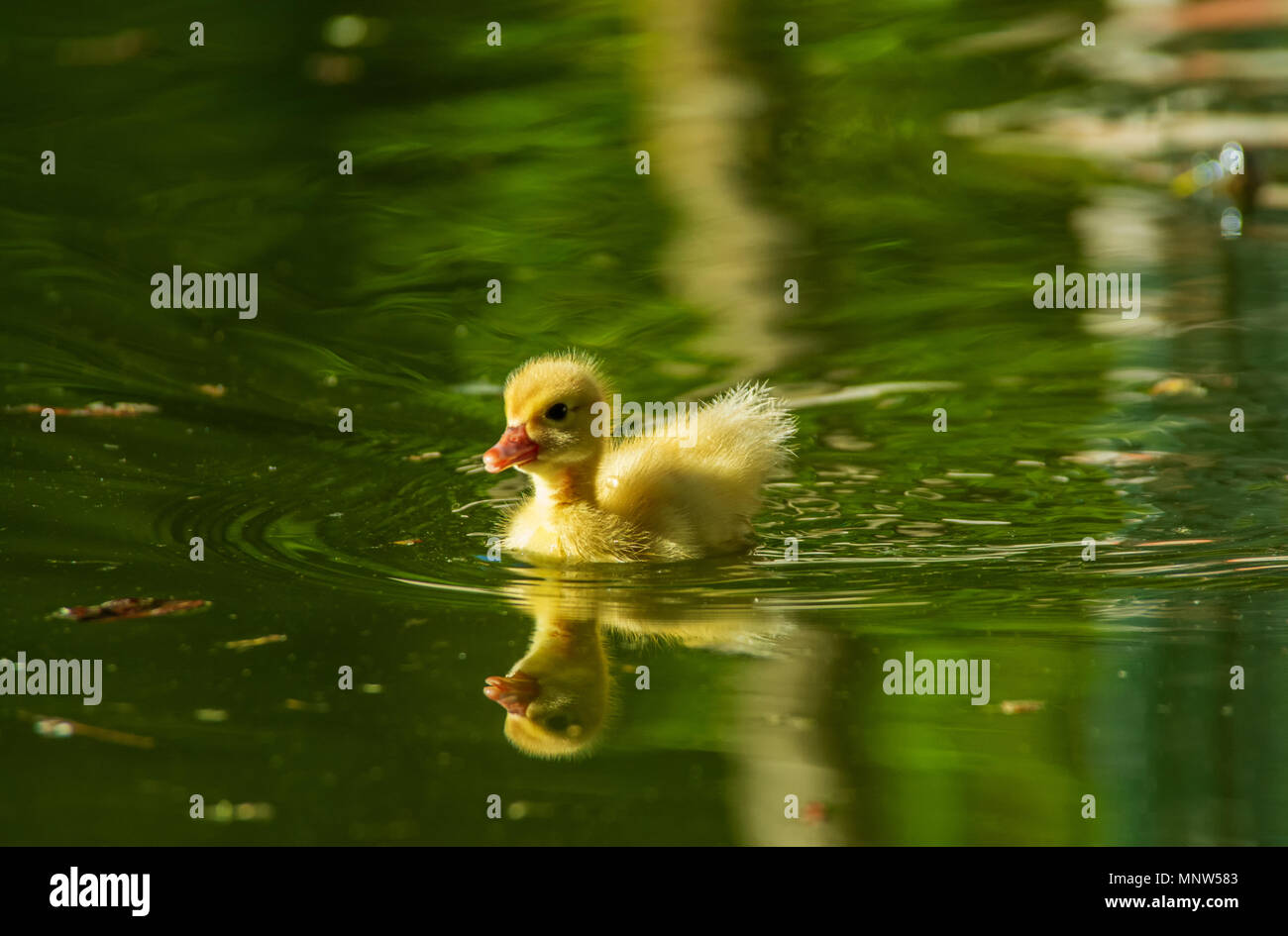 Neugeborenes Baby Enten spielen in einem Garten, See, Gelb lustige Enten Stockfoto
