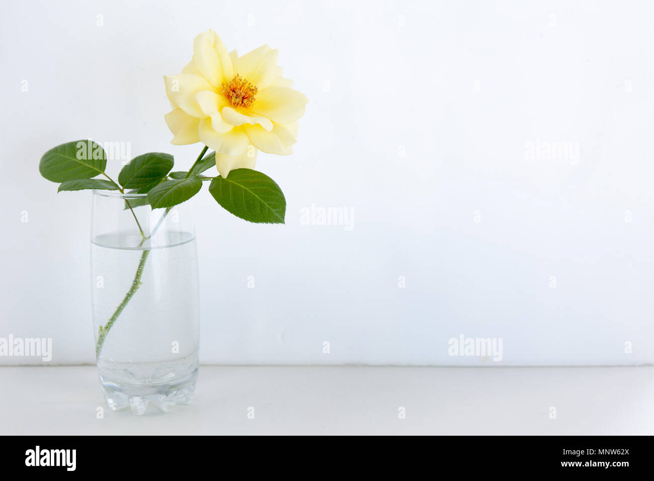 Gelbe Wild Rose im Glas Vase auf weißem Hintergrund. Stockfoto