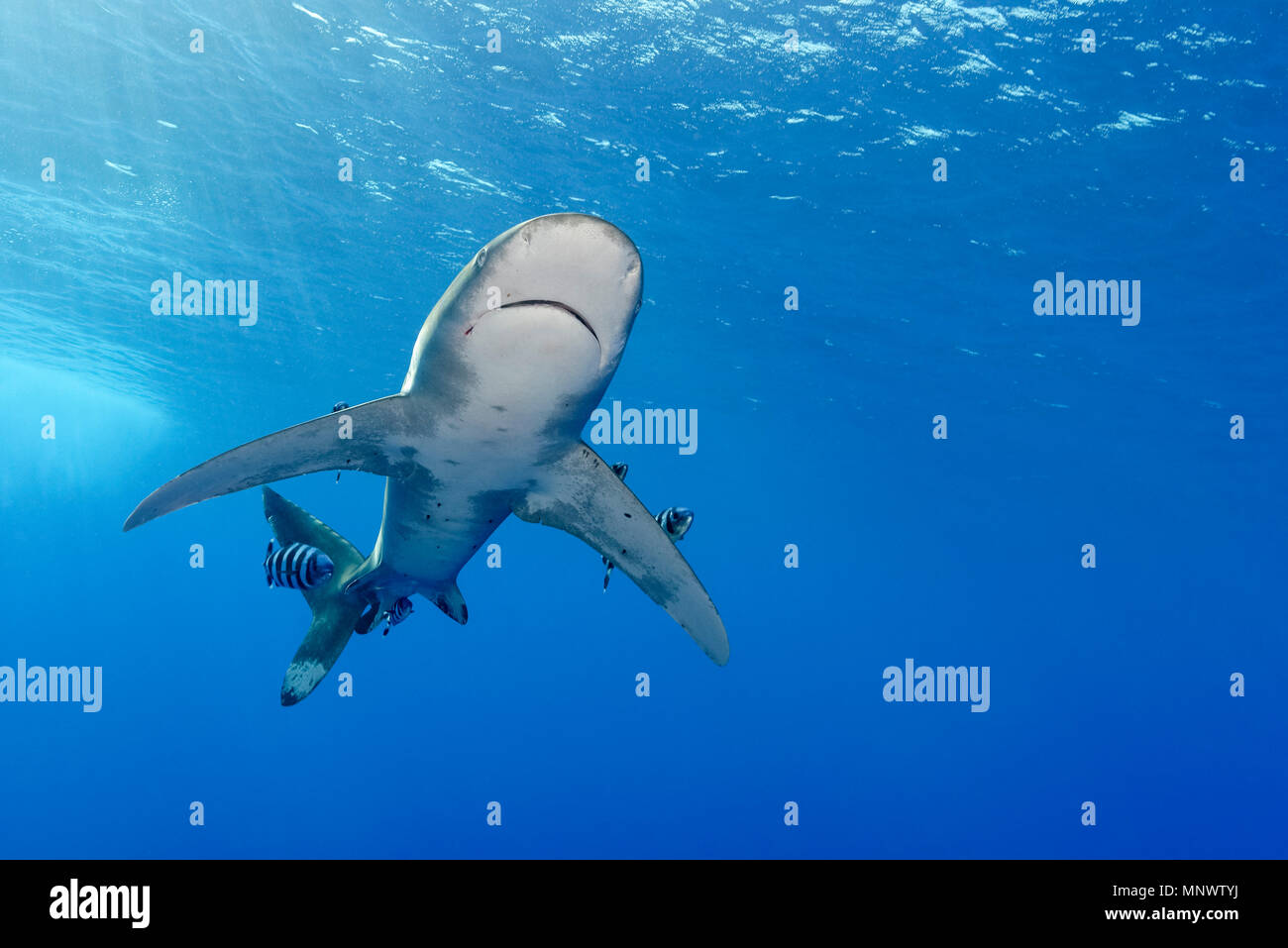 Oceanic Weißspitzen Hai, Carcharhinus Longimanus, mit Pilot Fisch, Naucrates Rakel, Daedalus Reef, Ägypten, Rotes Meer, indischer Ozean Stockfoto
