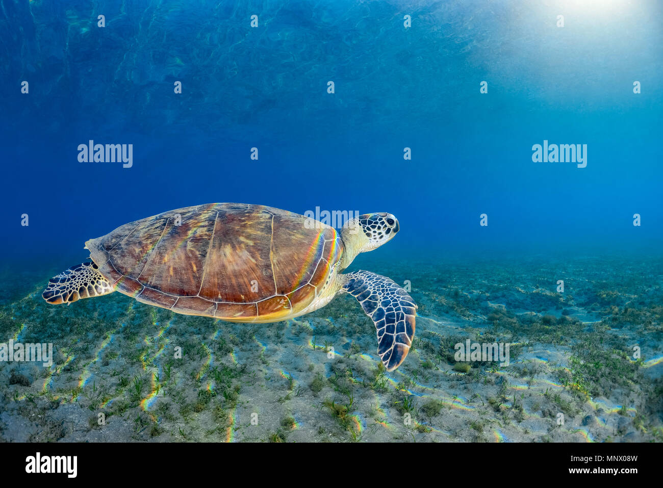 Grüne Meeresschildkröte, Chelonia mydas, gefährdete Arten, Wadi Gimal, Marsa Alam, Ägypten, Rotes Meer, indischer Ozean Stockfoto