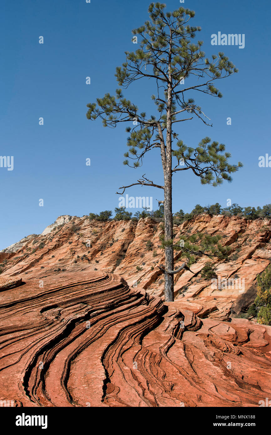 Zion National Park einsamer Baum mit roten Felsen Landschaft Stockfoto
