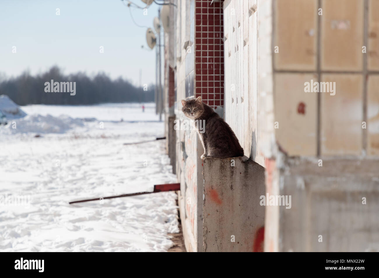 Katze sitzt auf eine konkrete Plattform für ein mehrstöckiges Gebäude im Winter auf der Straße Stockfoto