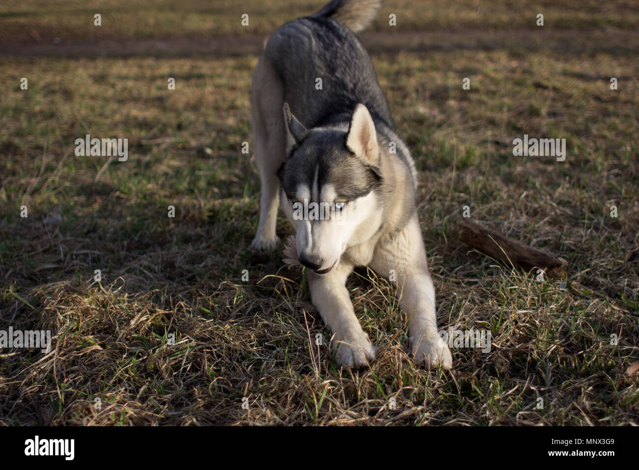 Husky auf trockenem Gras im Frühling und in der Tageszeit Stockfoto