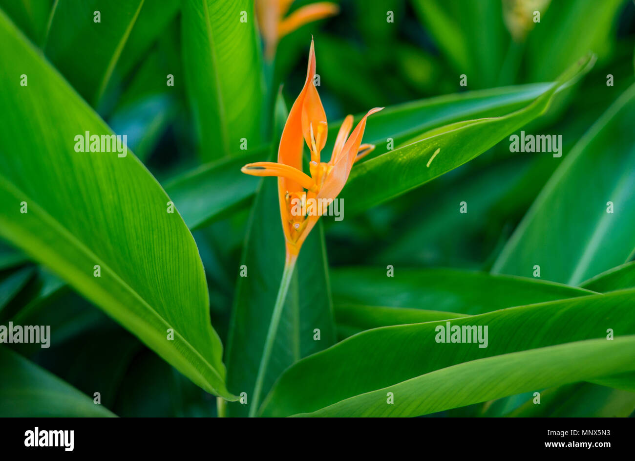 In der Nähe von wunderschönen Orange und Gelb heliconia Blume, mit großen grünen Blättern im Hintergrund. Stockfoto