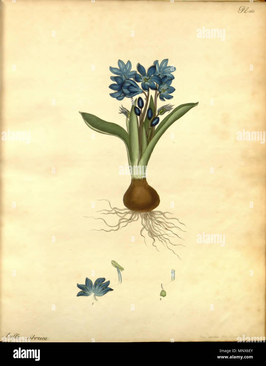 . Englisch: Scilla siberica Andrews. 1804. Andrews, Henry Charles 1106 Scilla siberica Andrews Stockfoto