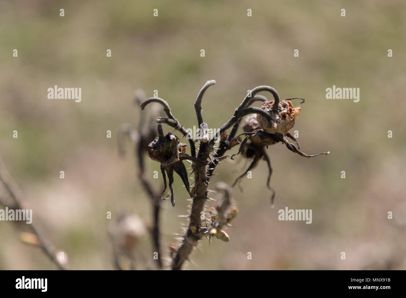 Schrecklich und trockenen Zweig einer dogrose Stockfoto