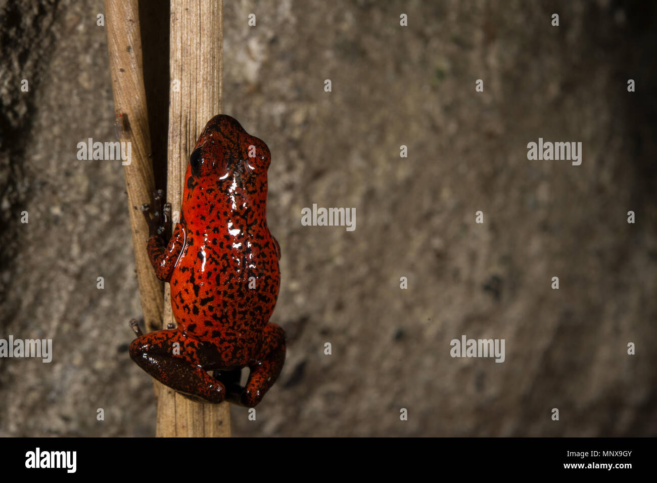 Strawberry Poison Dart Frog, Oophaga (Dendrobates pumilio), Pfeilgiftfrösche, Costa Rica Stockfoto